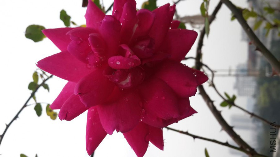 20160305_110314.jpg