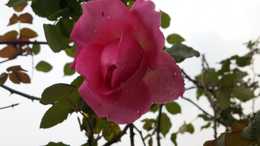 20160305_110330.jpg