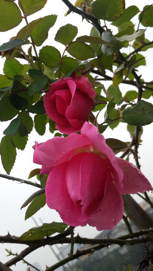 20160305_110412.jpg