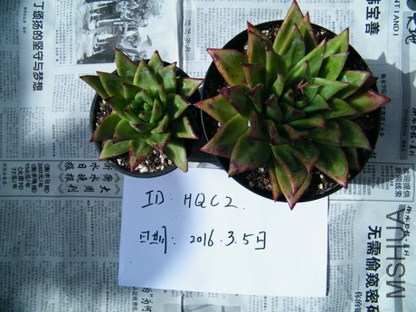 DSCF8305.JPG