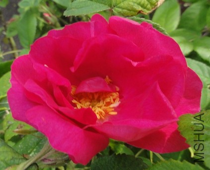 Portland rose3.JPG