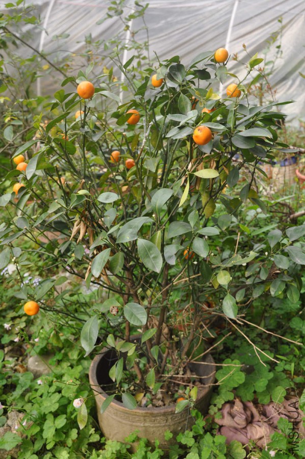 DSC_2869.JPG