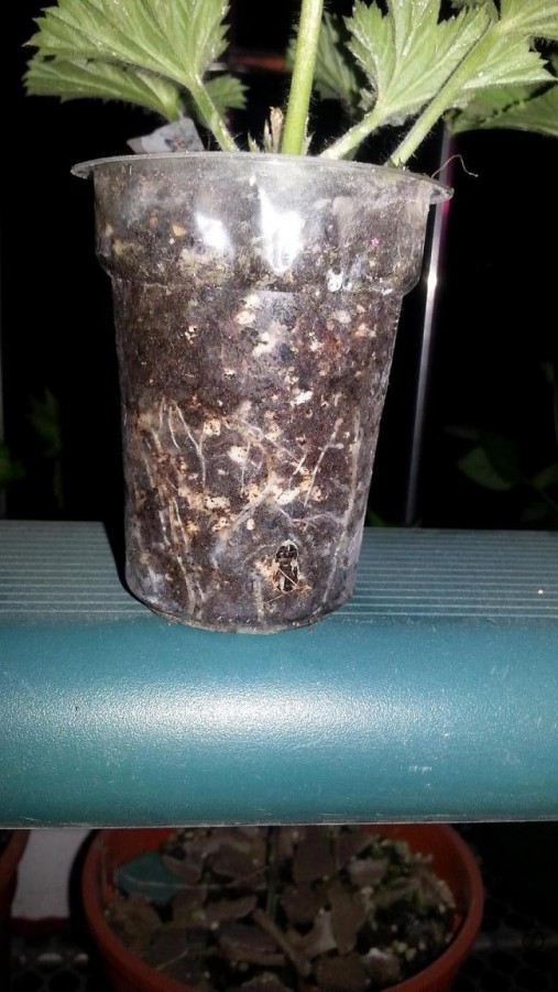 20160305_205424.jpg