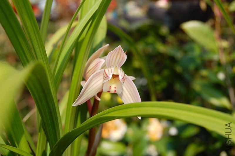 DSC_72510242.JPG