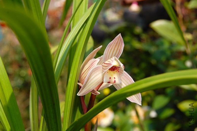 DSC_72420233.JPG