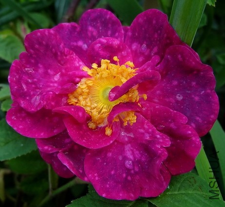 Alain Blanchard2.JPG