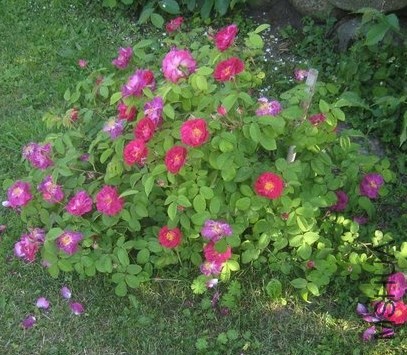 Alain Blanchard4.JPG