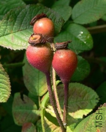 Alain Blanchard��.JPG