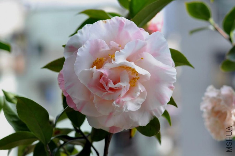 ������ɪ (30).JPG