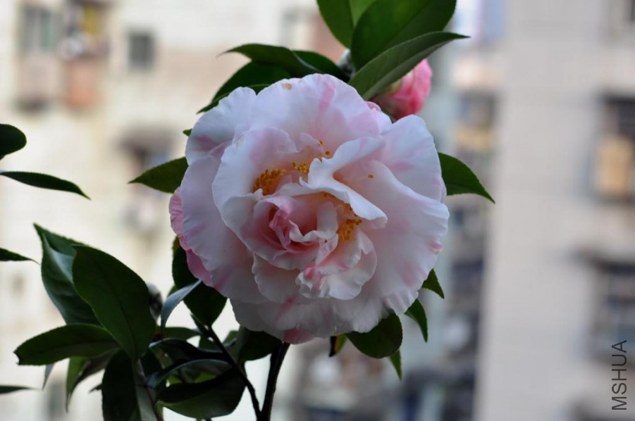 ������ɪ (31).JPG