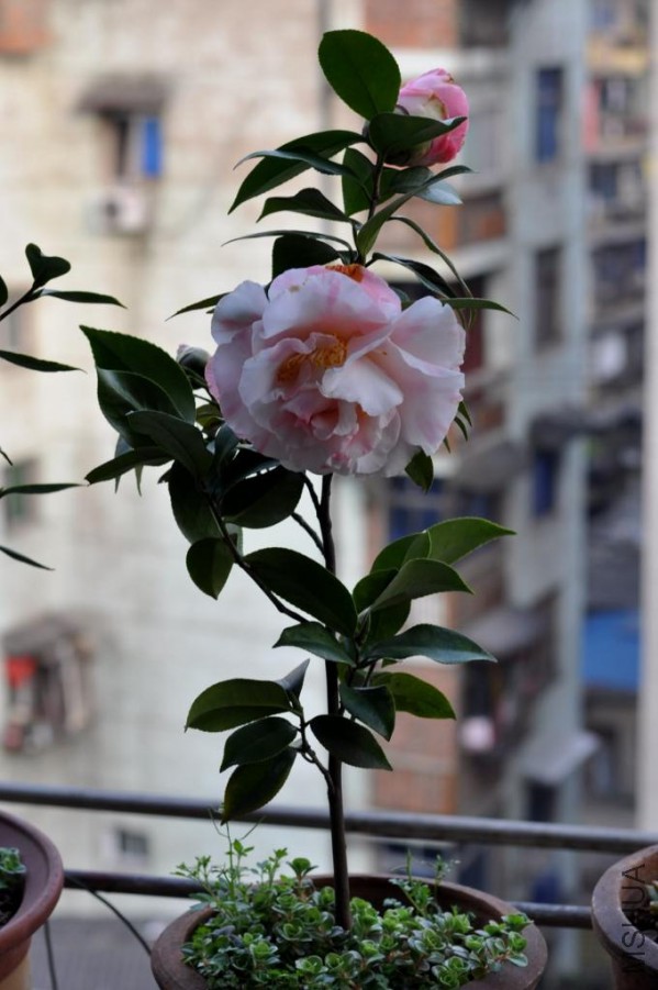 ������ɪ (33).JPG