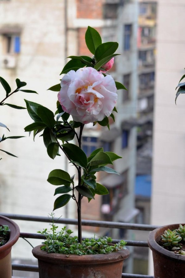 ������ɪ (32).JPG