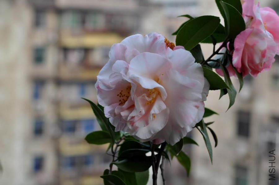 ������ɪ (35).JPG