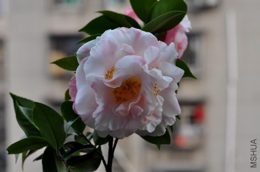 ������ɪ (34).JPG