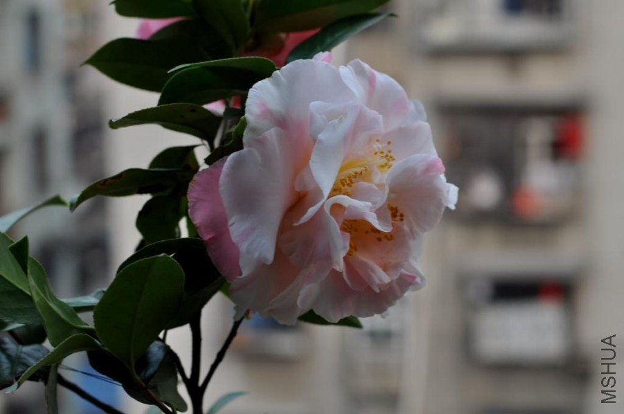 ������ɪ (36).JPG