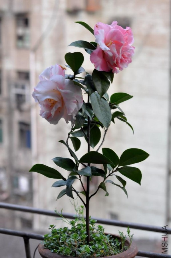 ������ɪ (38).JPG