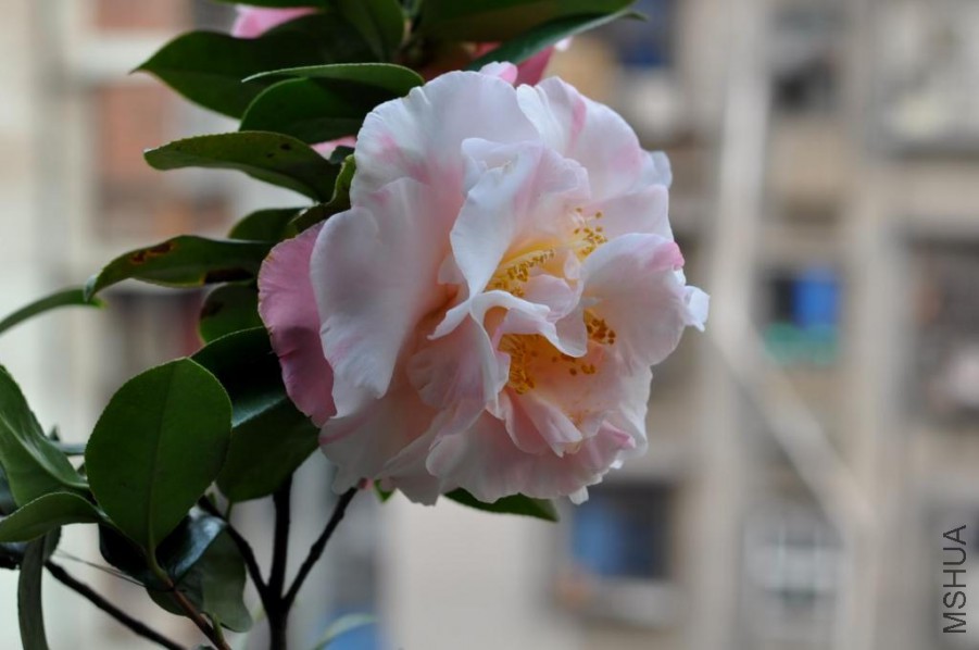 ������ɪ (37).JPG