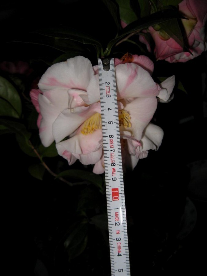 ������ɪ (39).JPG