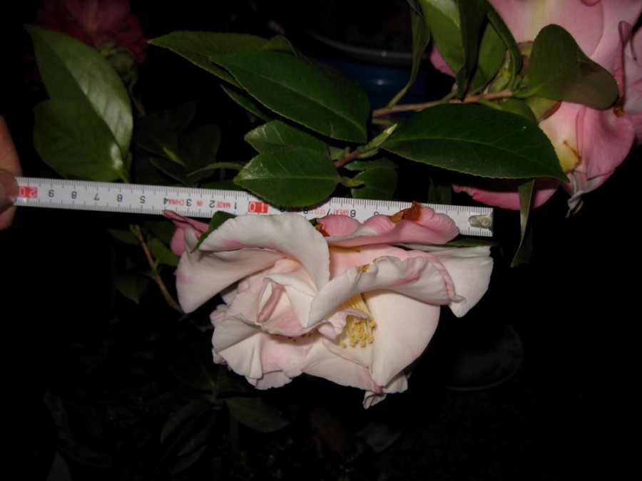 ������ɪ (40).JPG