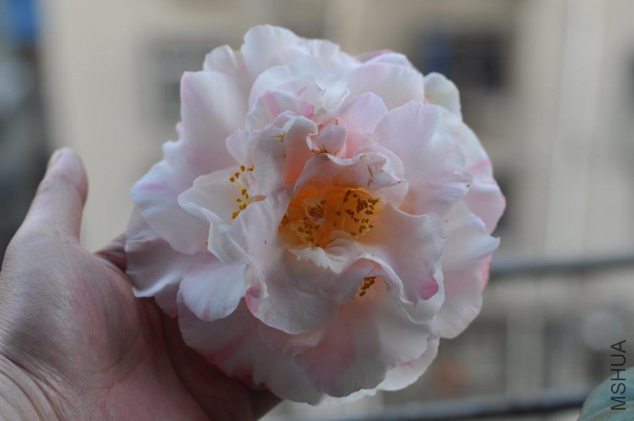 ������ɪ (41).JPG