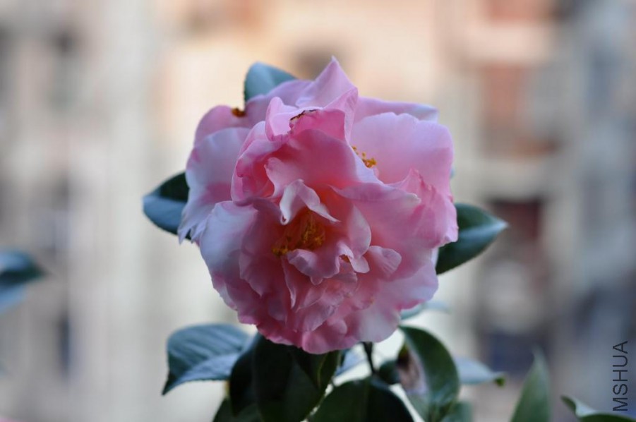 ������ɪ (42).JPG