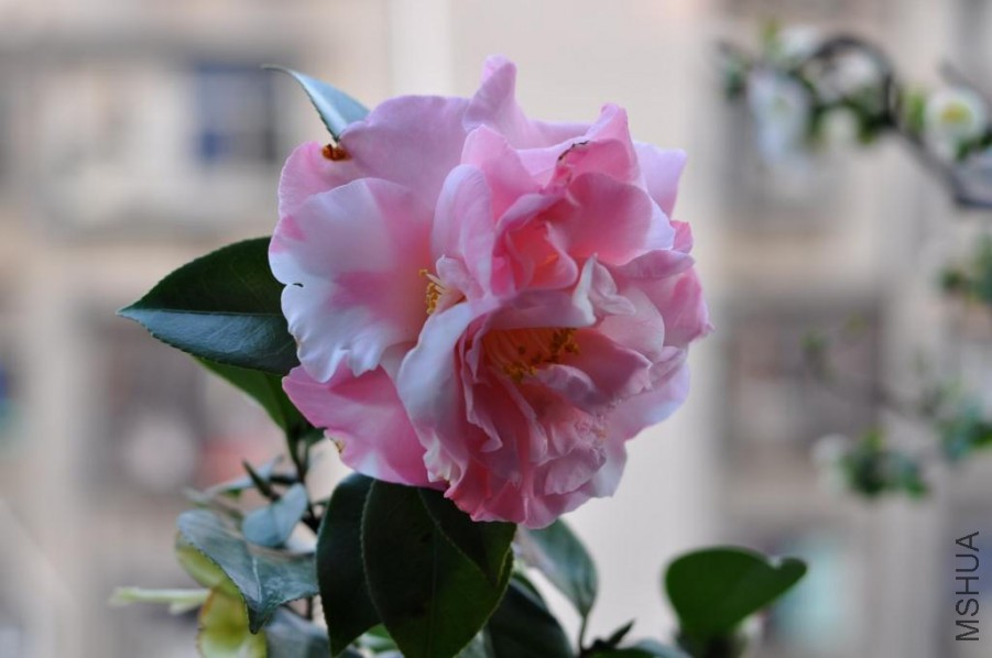 ������ɪ (43).JPG