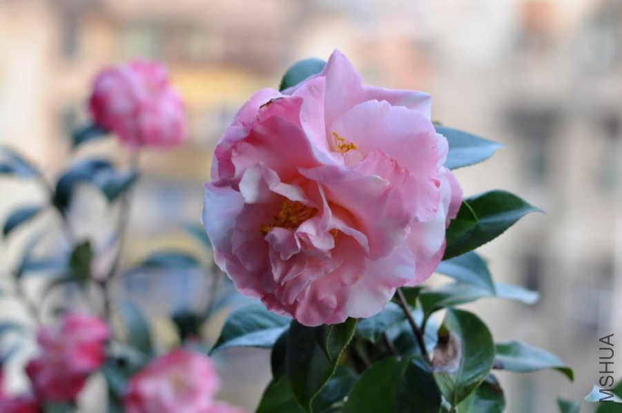 ������ɪ (44).JPG