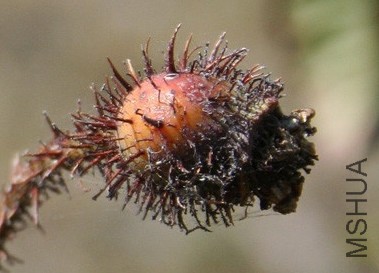 Alfred de Dalmas.JPG