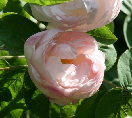 Alfred de Dalmas2.JPG