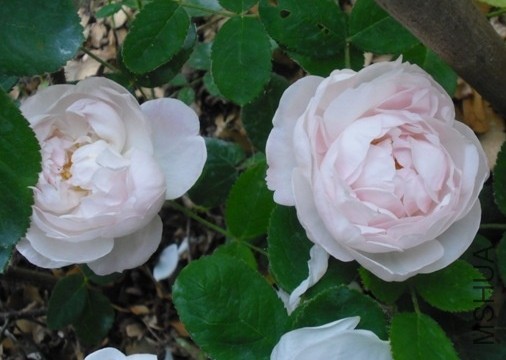 Alfred de Dalmas3.JPG