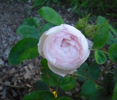 Alfred de Dalmas4.JPG