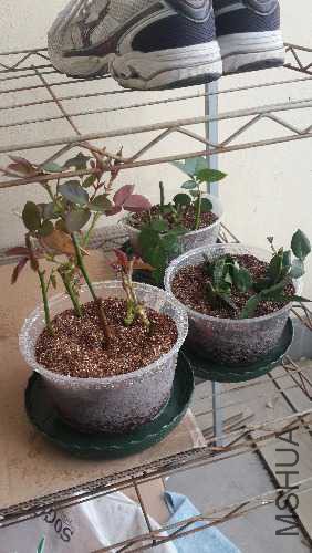 20160306_160748.jpg