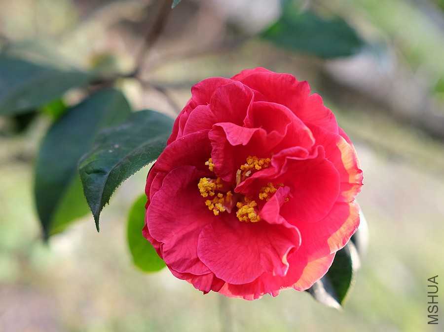 DSCF5727.JPG