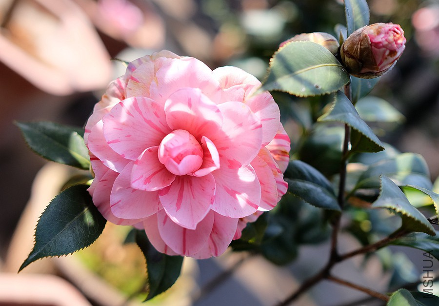 DSCF5617.JPG