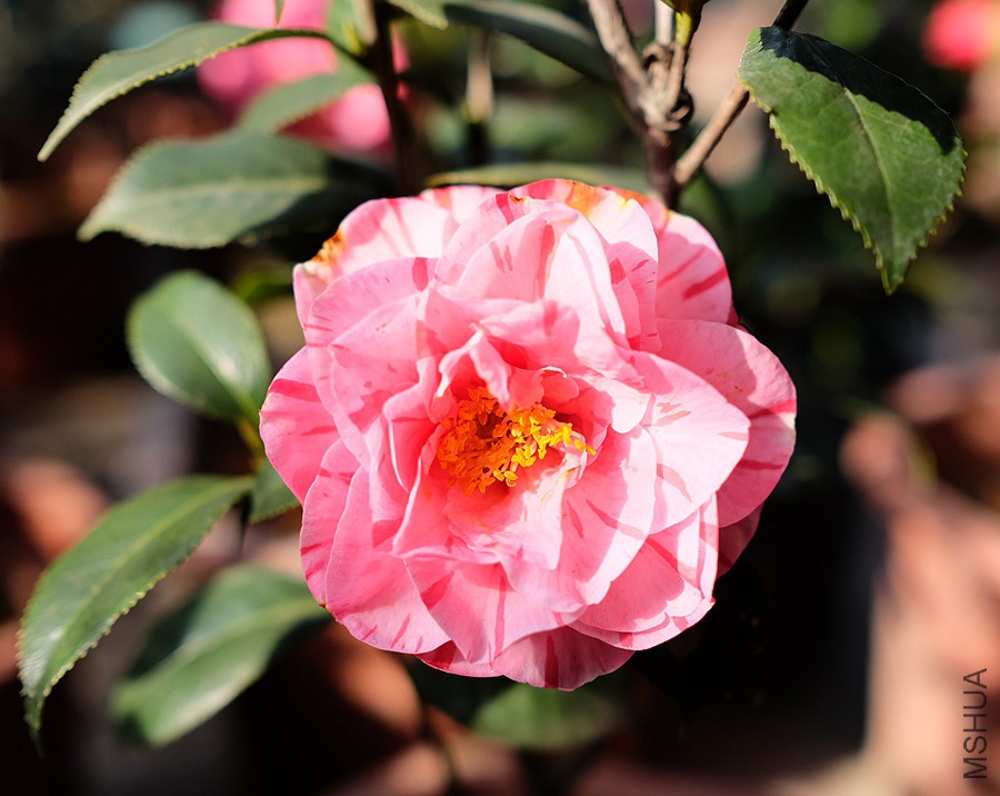 DSCF5621.JPG