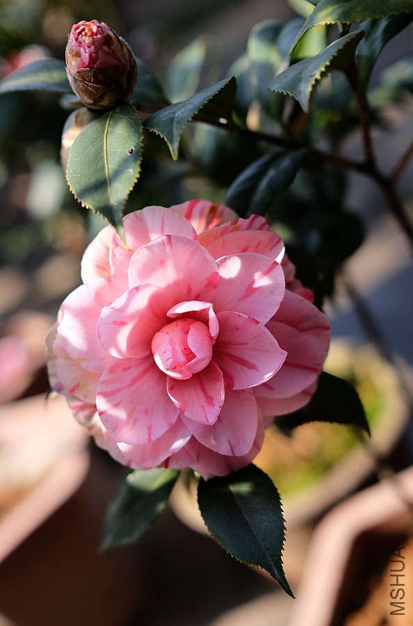 DSCF5618.JPG