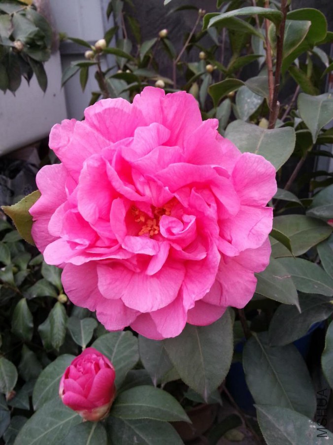 webwxgetmsgimg (1).jpg