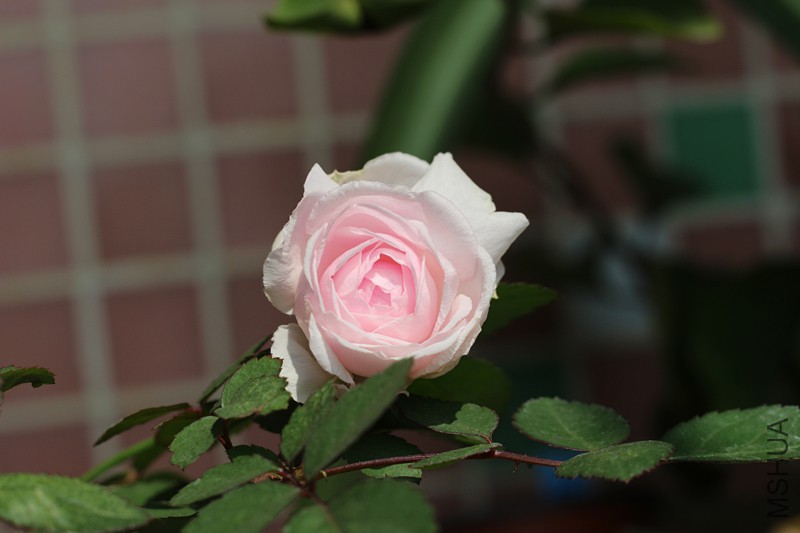 IMG_2438.JPG