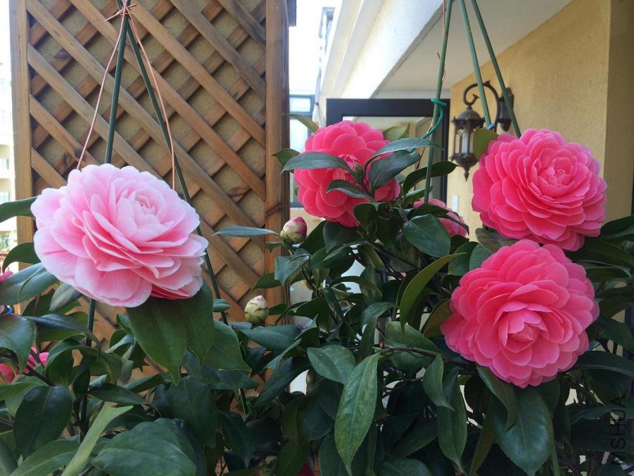 ��Ƭ 029.jpg