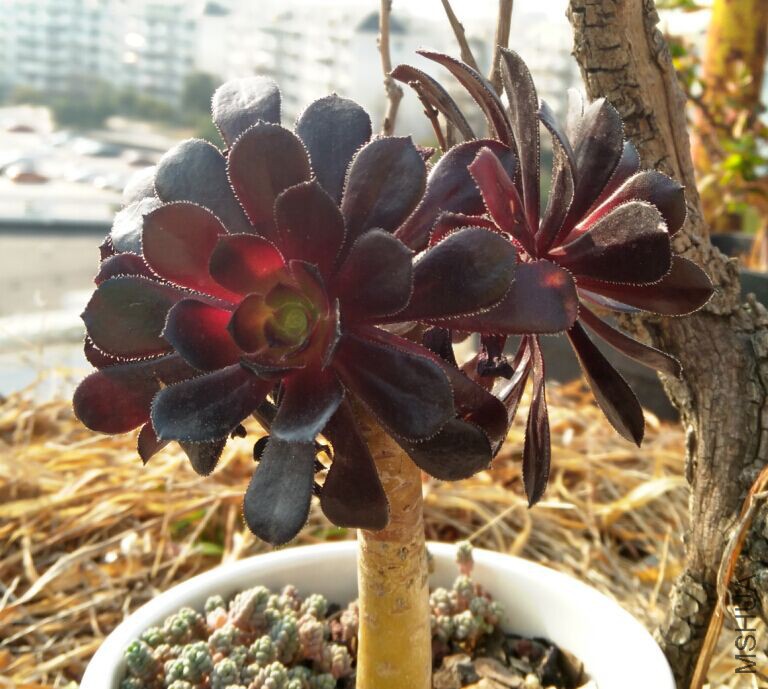 QQͼƬ20160307103915.jpg