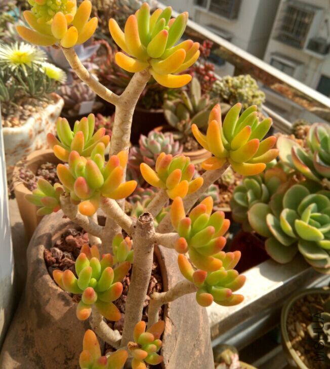 QQͼƬ20160307104713.jpg