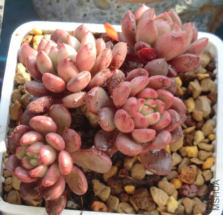 QQͼƬ20160307092134.jpg