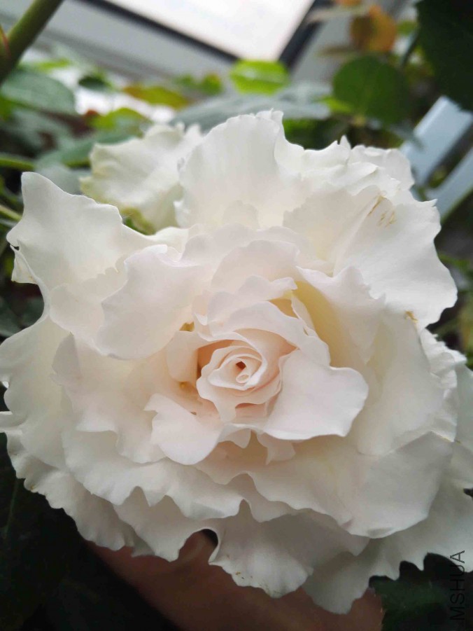 IMG_20160304_162110.jpg