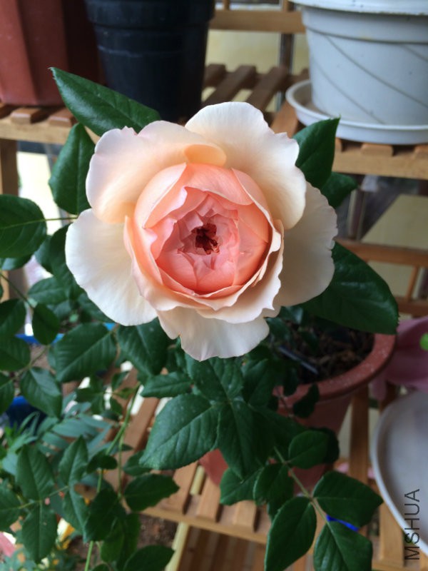真宙PIC_20160225_091538_371.JPG