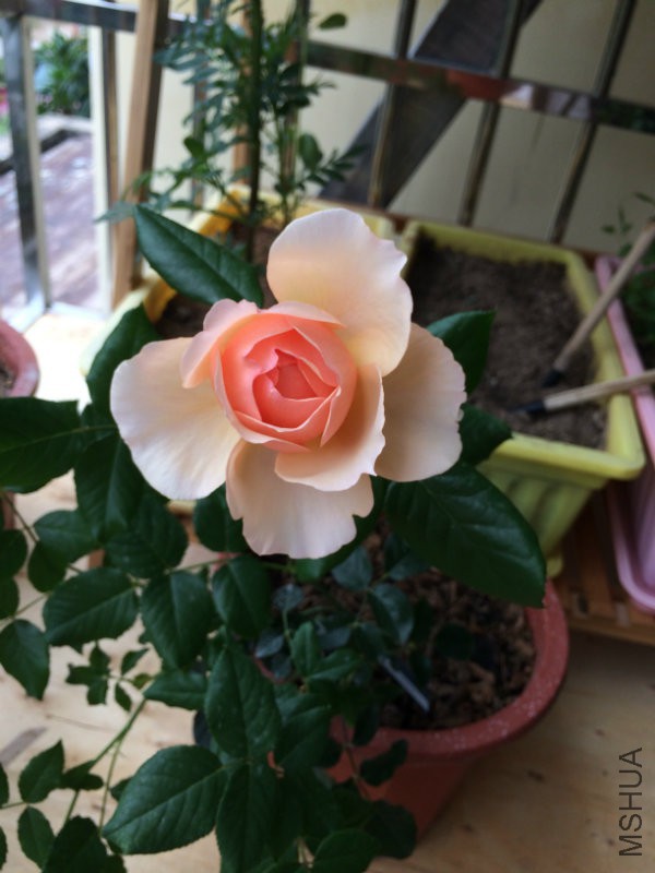 真宙PIC_20160224_140503_A83.JPG