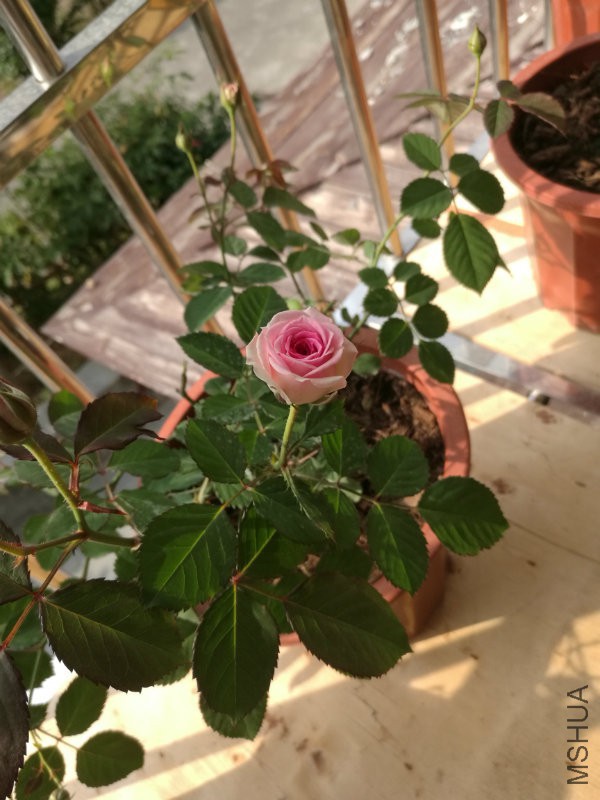 伊IMG_20160305_092703.jpg