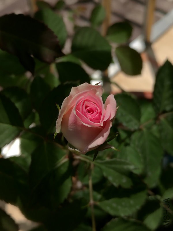 伊IMG_20160304_133240.jpg