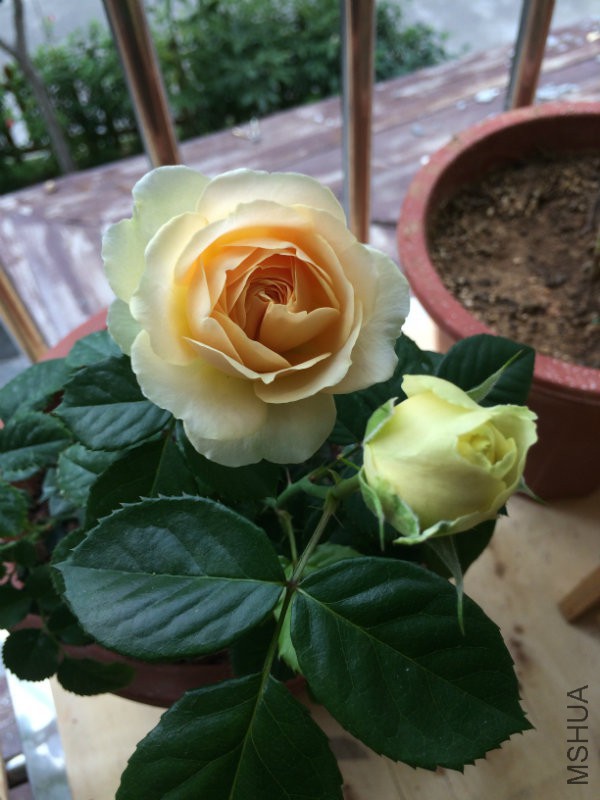 木PIC_20160225_091725_331.JPG