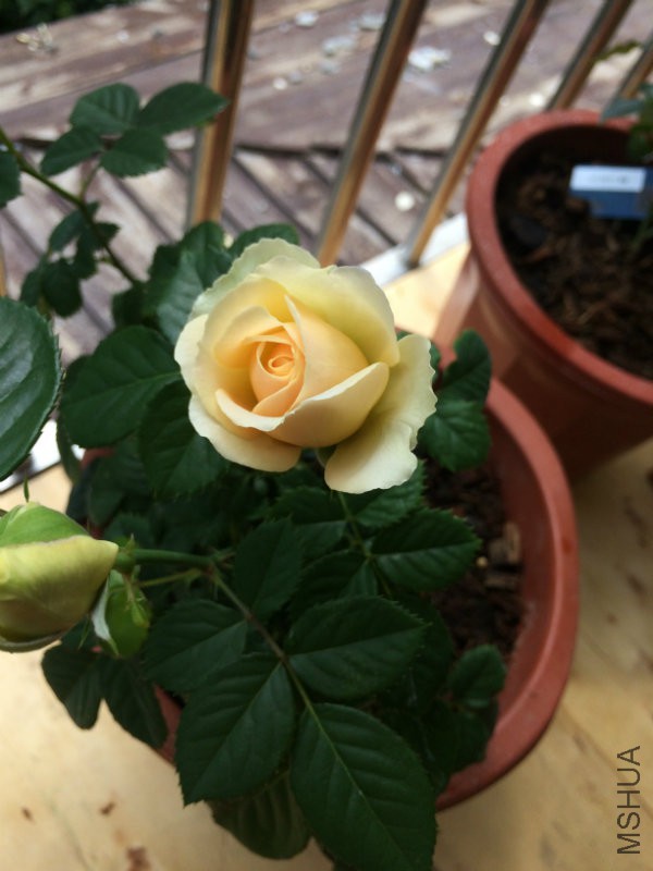 木PIC_20160223_125005_54E.JPG