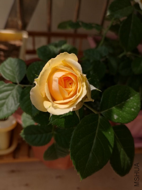 木IMG_20160228_131719.jpg